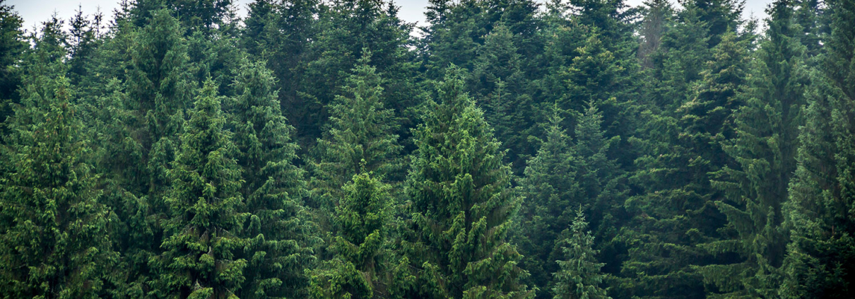 An image of an evergreen forest, from which evergreen content got its name.