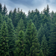 An image of an evergreen forest, from which evergreen content got its name.